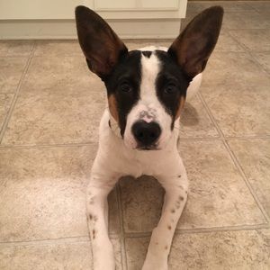 Meet your Posher, Donald